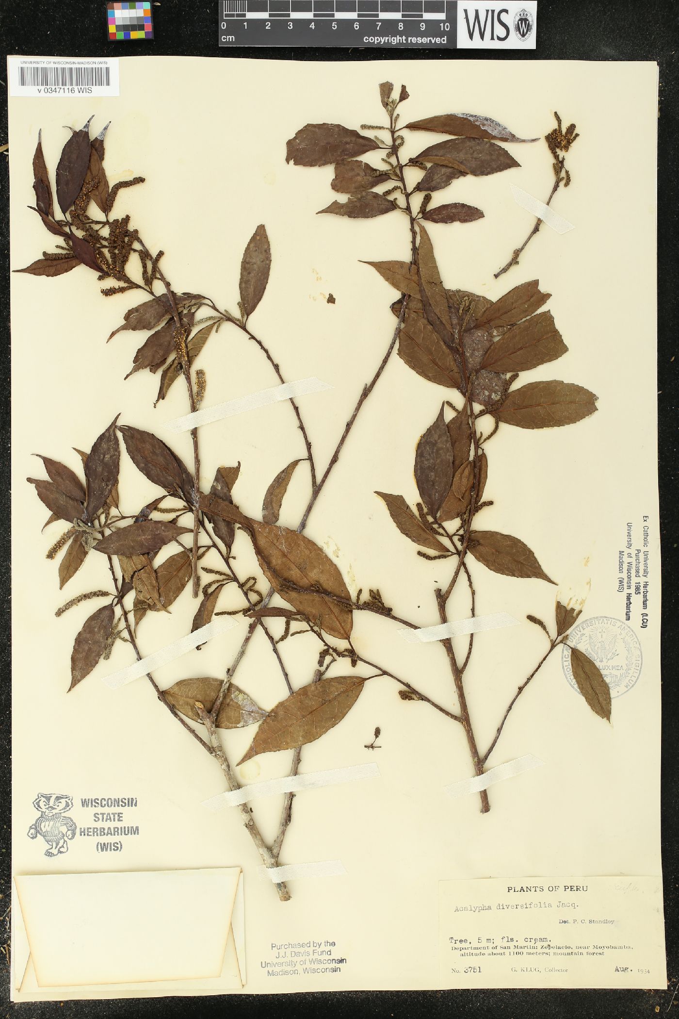 Acalypha diversifolia image