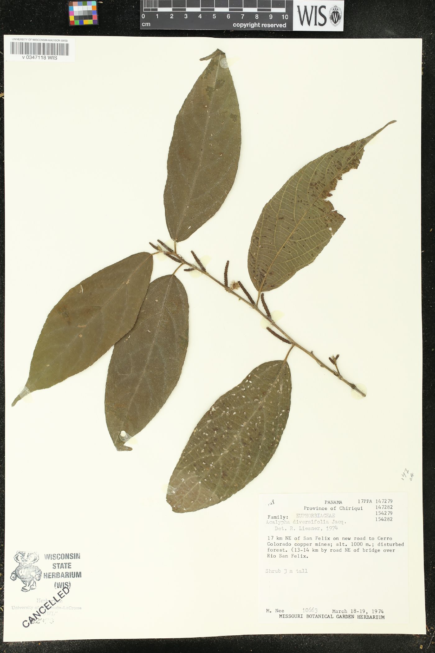 Acalypha diversifolia image