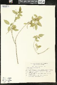 Acalypha schiedeana image