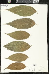 Acalypha diversifolia image