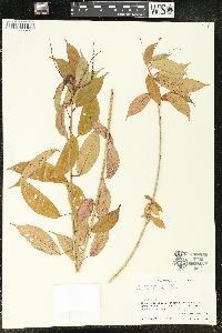 Acalypha gummifera image