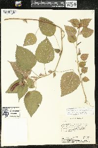 Acalypha guatemalensis image