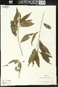 Acalypha gracilis image