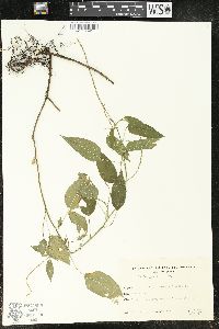 Acalypha gracilis image