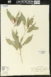 Acalypha gracilis image