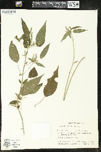Acalypha gracilis image