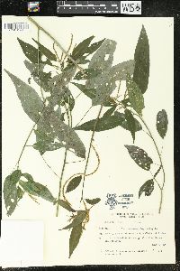 Acalypha gracilis image