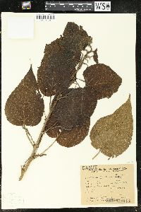 Image of Acalypha flabellifera
