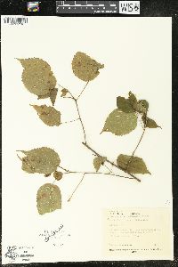 Acalypha firmula image