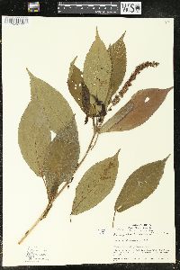 Acalypha ferdinandii image