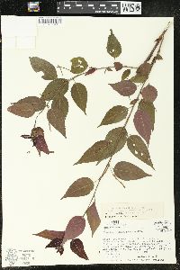 Acalypha leptopoda image