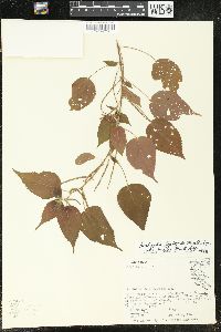 Acalypha leptopoda image