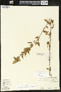 Acalypha leptopoda image