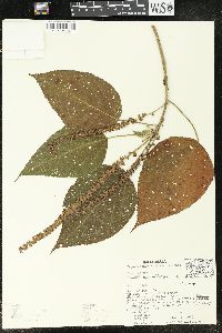 Acalypha macrostachya image