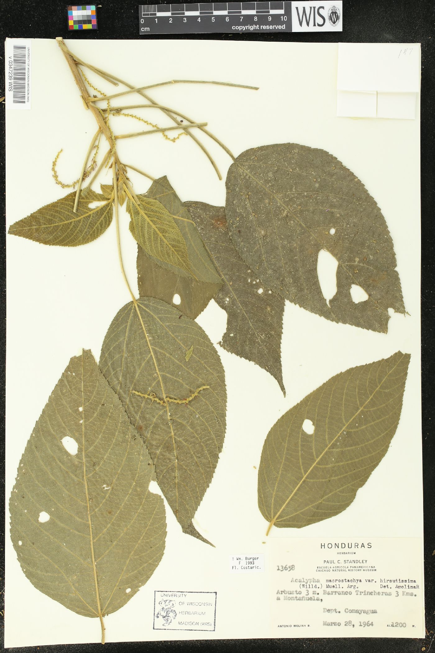 Acalypha macrostachya var. hirsutissima image