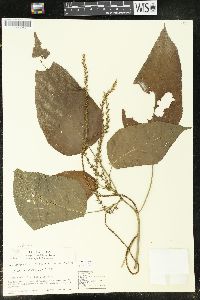 Acalypha macrostachya image