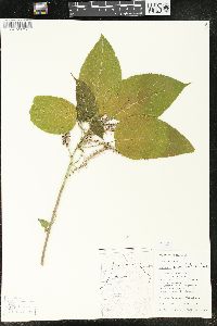 Acalypha macrostachya image