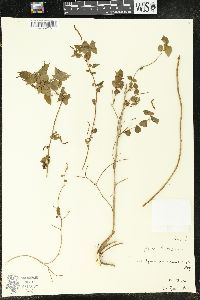 Acalypha multicaulis image