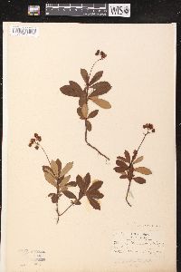 Chimaphila umbellata image