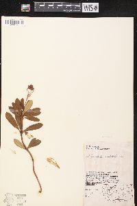 Chimaphila umbellata image