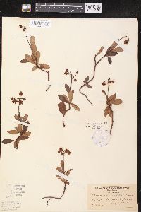 Chimaphila umbellata image