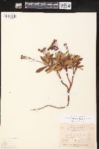 Chimaphila umbellata image