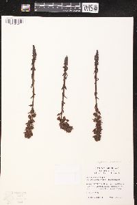 Hypopitys monotropa image