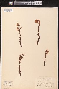 Hypopitys monotropa image