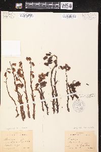 Hypopitys monotropa image