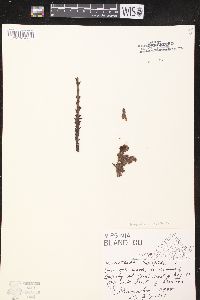 Hypopitys monotropa image