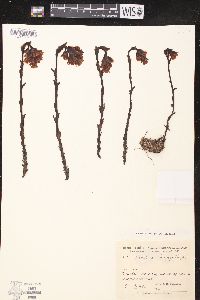 Hypopitys monotropa image