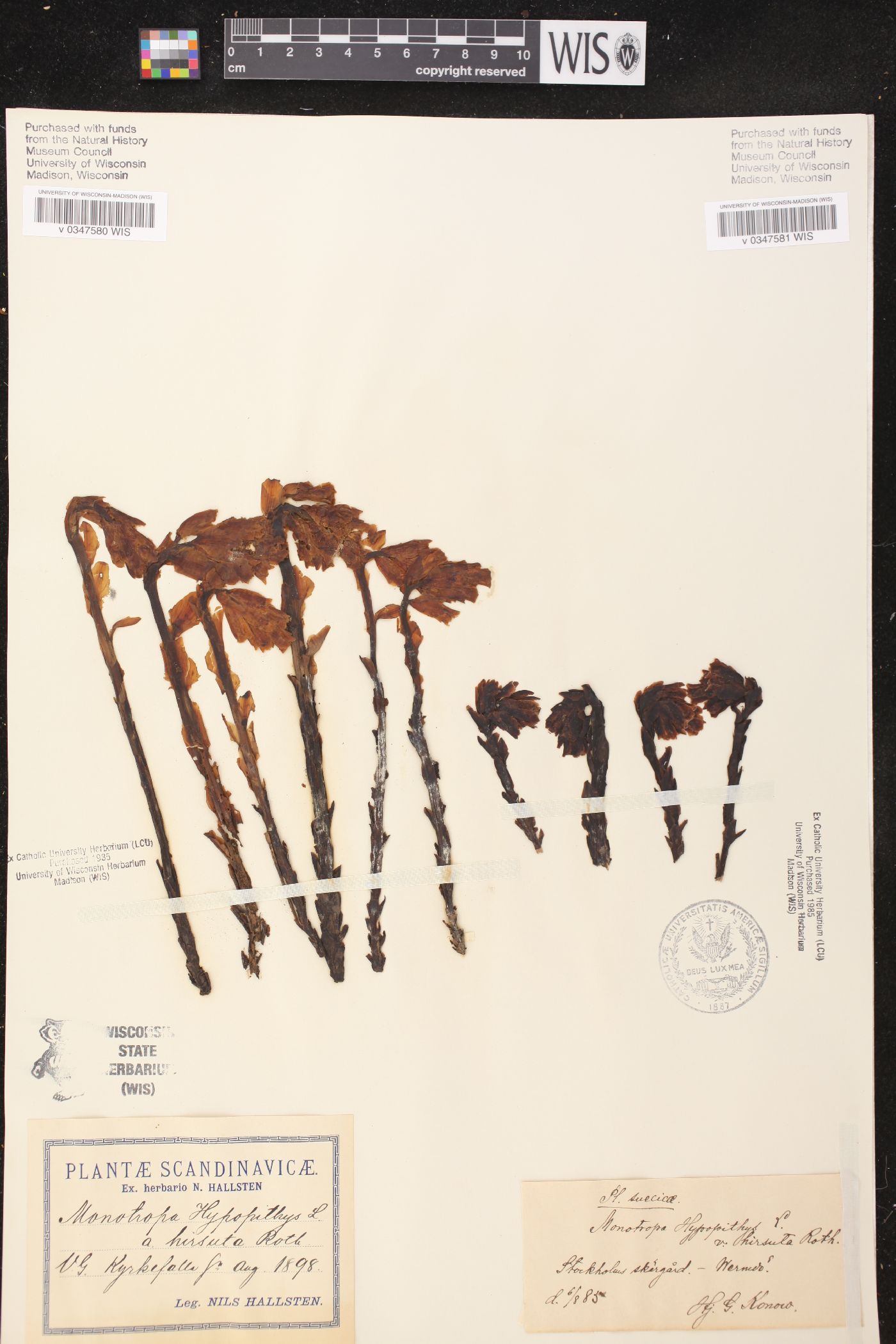 Hypopitys monotropa subsp. monotropa image