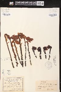 Hypopitys monotropa image