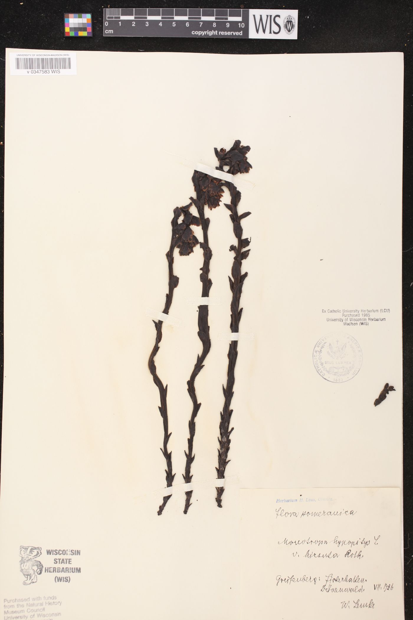 Hypopitys monotropa subsp. monotropa image