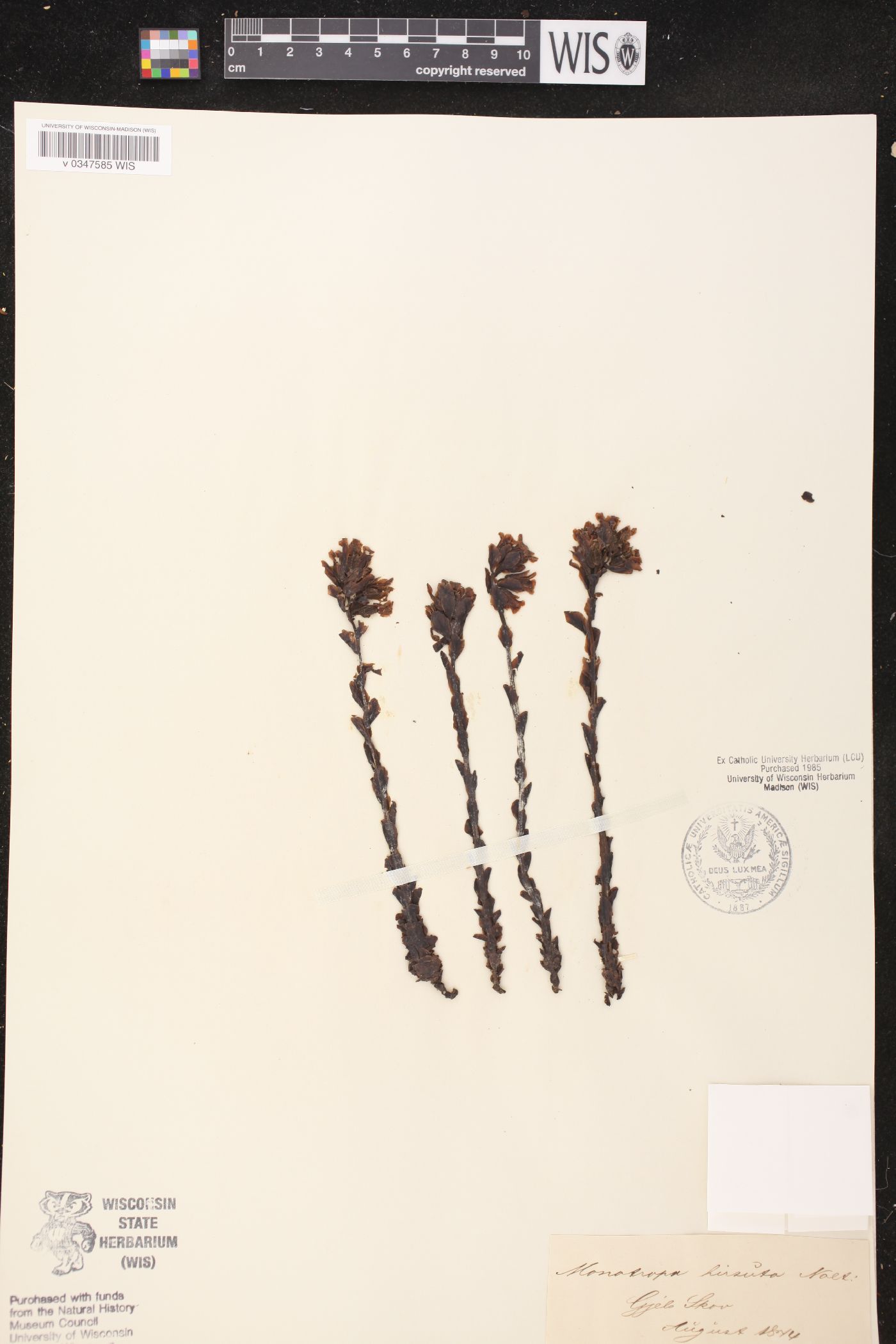 Hypopitys monotropa subsp. monotropa image