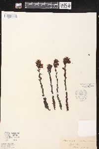 Hypopitys monotropa image