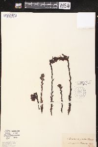 Hypopitys monotropa image