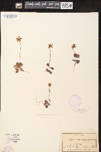 Moneses grandiflora image