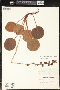 Pyrola asarifolia image