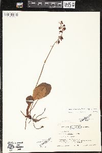 Pyrola asarifolia image