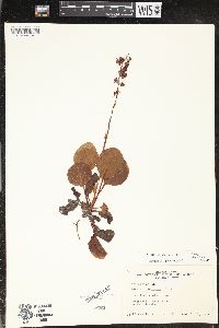 Pyrola asarifolia subsp. asarifolia image