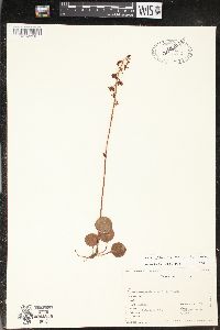 Pyrola asarifolia image