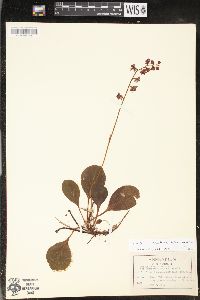 Pyrola asarifolia image