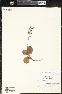 Pyrola asarifolia image