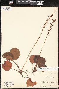 Pyrola asarifolia image