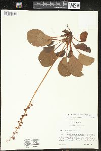 Pyrola asarifolia subsp. asarifolia image