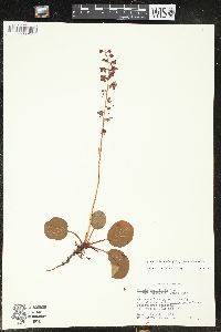 Pyrola asarifolia image