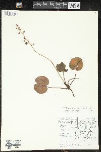 Pyrola asarifolia image