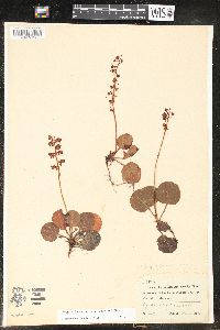 Pyrola asarifolia image