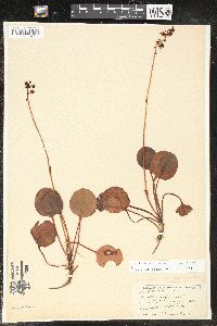 Pyrola asarifolia subsp. asarifolia image